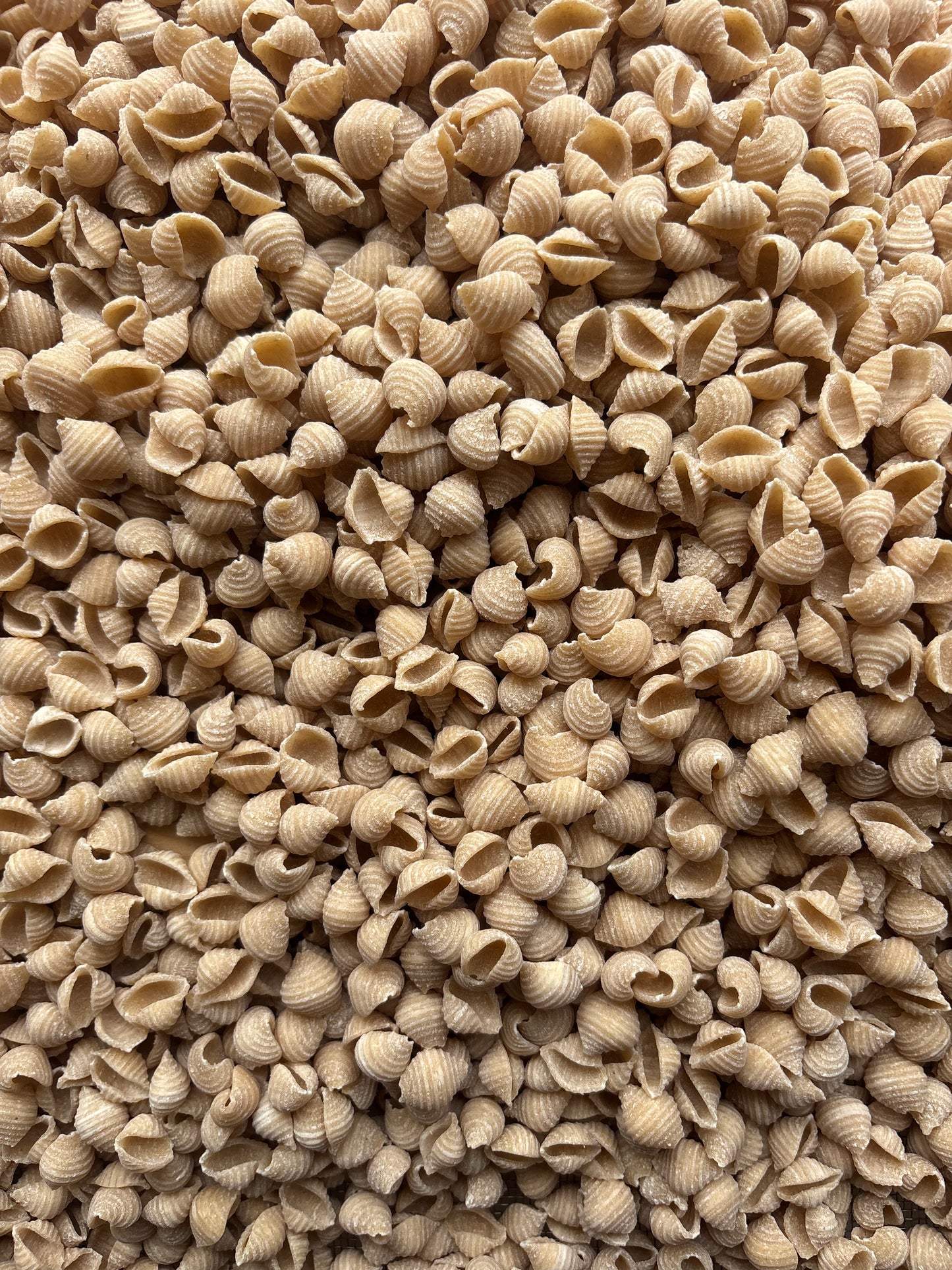 Wholewheat Conchiglie